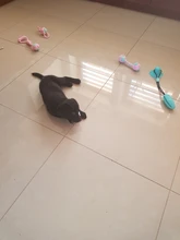 Pet Molar Bite Dog Toys Multifunction Rubber Pet Chew Toys Ball Puppy Suction Cup Pull