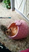 Cama del animal doméstico Casa de perro perrera perro caliente cojín cesta para pequeños perros mediano de la cueva, fresa gato tienda cachorro nido Mat