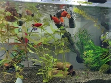 Spirulina Food Tropical Fish Nutrition For Aquarium Fish Tank Color Enhanced Food