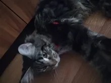 Conjunto de arnés y correa de malla para perros pequeños, chaleco para cachorros y gatos, arnés para Chihuahua, Pug, Bulldog, arnes, perro, arnés tipo chaleco para perro, petshop