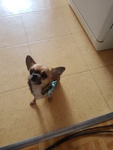 Collar de moda para perro con impresión personalizada, de nailon, collares para mascotas personalizadas, collares para cachorros y gatos con etiqueta de identificación grabada, accesorios para perros