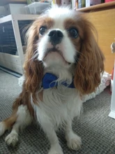 Collar navideño para perros y gatos, pajarita para perro, correa ajustable para el cuello, accesorios de aseo para perros y cachorros