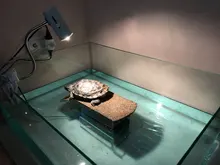 Light-Holder Lamp Turtle Rotation Reptile-Heating Clip-On-Bulb E27 with