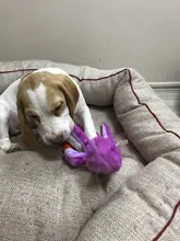 Dog-Squeaky-Toy Octopus Sounding-Paper Dogs French-Bulldog Interactive Plush Large Small