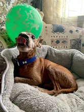 Fashion Red Purple Black Green Leather Dog Collar Bone Shaped Accessories Collar