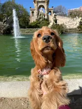 Pets-Supplies-Accessories Puppy-Collar Adjustable Small Solid-Color XS-M Comfortable