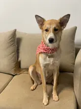 Bandana Grooming-Products Dog-Accessories Puppy Small Dog Cat Washable Cotton for 1pcs