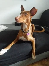 Collar personalizado para perro, collares para mascotas de nilón con estampado de puntos para mascota mediana grande, Pitbull, rojo, azul y negro