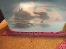 Vivarium-Box Platform Feeding-Box Tortoise Basking-Ramp Turtle Reptile Home-Aquarium