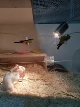 Lámpara de reptiles UVA UVB, Kit de soporte de bombilla con Clip, base de tortuga, juego de bombilla de calefacción UV, iluminación de luz de tortugas y lagartos