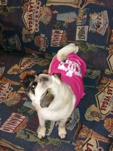 Ropa para Perro barata, adorable chaleco para Perro, camiseta para mascotas, disfraz para perros, Ropa de algodón para cachorros, trajes para perros pequeños