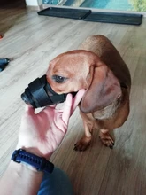 1PC Anti deja de masticar perro ajustable máscara ladrar morder de la boca de malla boca aseo