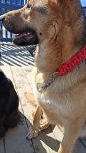 Collar de Color mejorado de alta calidad para perros grandes, Pastor Alemán, cadena P, ajustable, para perros medianos y grandes