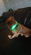 Cheervivi-Collar de nailon con luz LED ajustable para mascotas, Collar con brillo para perro, suministros para perro, venta al por mayor