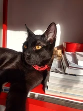 Collar de cuero personalizado para perros y gatos, placa con identificación para mascotas pequeñas