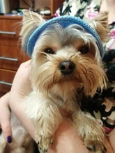 Dog-Cap Headdress-Accessories Puppy Beach-Visor Ear-Holes Dogs Small with for Canvas-Cap