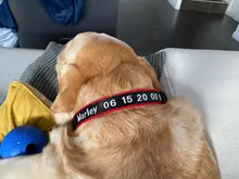 Airuidog-Collar de nailon bordado personalizado para perros pequeños, medianos y grandes, ajustable