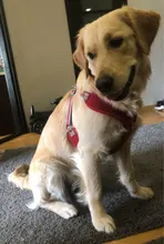 Reflectante de poliéster arnés tipo chaleco para perro ajustable transpirable Pet arneses sin tirones para medianas y grandes perros Bulldog francés cosas