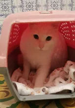 Bonita funda de cama para mascota cálida, pequeña, mediana y grande, pata de toalla, estampado artesanal, gato, vellón para perros, manta suave, suministros de invierno para animales