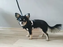 Dog Cat Harness Reflective Vest Pet Chest Strap Mesh Breathable Dog Harness And Walking