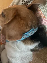 Collares para perro cachorro con diamantes de imitación ostentosos, Collar personalizado para perros pequeños y Chihuahua, dijes con nombre gratis, accesorios para mascotas