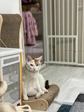 Bola de peluche de Collar para perros y gatos Collar dulce bufanda para perro lindo gatito accesorios Rosa correa para el cuello perrito con perla perro Pug Chihuahua