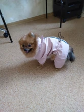 Ropa de perro impermeable de malla transpirable, mono absorbente para el sudor, abrigo reflectante para mascotas, Otoño e Invierno