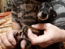 Kit de lima de uñas para perros y gatos, cortauñas, tijeras, herramienta de aseo