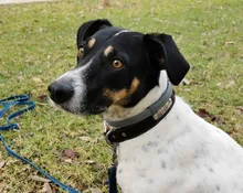 Pet-Id-Tags Collar Free-Engraved Customized Genuine-Leather Puppy-Nameplate Dog Adjustable