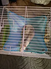 Hammock Swing-Toys Pet Hamster Pets Chinchilla Guinea-Rabbit-Samll Breathable Kitten