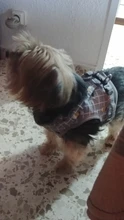Arnés pequeño y mediano para perro, correa reflectante transpirable para el pecho, a cuadros, ropa para mascota Bichón, suministros de cadena para perro, chaleco estampado