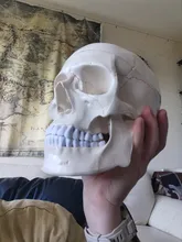 Modelo de accesorios médicos de tamaño real, Cráneo humano, modelo de anatomía anatómica, enseñanza médica, esqueleto, cabeza para estudiar, suministros de enseñanza