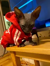 Suéter con capucha Para gato, Ropa cálida Para mascotas, Para gatos, Sphinx, satten, Ropa Para gatos, Kedi, Giyim, productos Para mascotas