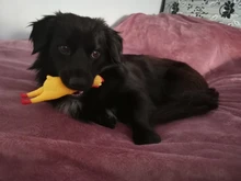 Dog-Toy Rubber Pet-Squeaker-Toys Screaming Chicken Interactive-Chewing Funny Cleaning-Teeth