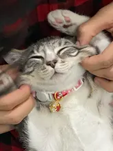 Collar de gato con campana hueca, Collar de gato pequeño de estilo japonés, collares de seguridad ajustables para cachorros y gatitos, lazo de conejo para mascotas