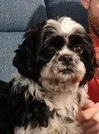 Tijeras de aseo para mascotas, juego de corte de pelo afilado de 6 pulgadas, 7 tijeras de aseo para mascotas, de acero inoxidable, tijeras curvadas arriba y abajo para gatos y perros