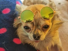 Gafas de protección contra el desgaste para perros y gatos adorables, productos para mascotas, protección contra el desgaste, gafas de sol, fotos, accesorios para mascotas, 1 ud.
