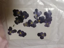 1 paquete Real secada de La Flor seca de las plantas para bricolaje molde Molde de resina rellenos de resina colgante collar joyería de uñas de arte UV Expoxy flor