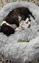 Cama de perro caliente suave y larga de felpa, caseta redonda mullidas de gato, sofá, casa, cojín para dormir cómodo, lavable, para cachorro, Invierno