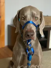 Collar de cabeza de entrenamiento para perros, arnés de nailon con cuello Halter, creativo, para todas las estaciones