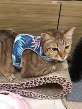 Arnés para perro o gato pequeño y transpirable, chaleco reflectante para exteriores, cómodo, para cachorros y gatitos, con correa para perro