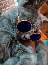 Gafas de protección contra el desgaste para perros y gatos adorables, productos para mascotas, protección contra el desgaste, gafas de sol, fotos, accesorios para mascotas, 1 ud.