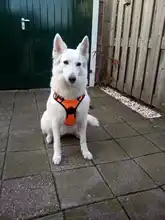 De Nylon reflectante perro arnés sin tirones ajustable mediano grande perro travieso Chaleco de seguridad Vehicular plomo caminar correr