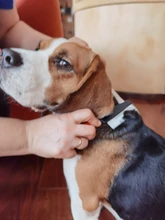 Comb Protect-Flea-Comb Animal-Care Hair Pet Stainless-Steel for Cat-Dog-Pet Comfort Grooming