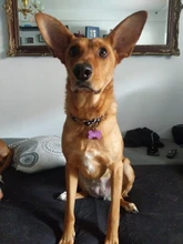 Collar personalizado para perro, collares para mascotas de nilón con estampado de puntos para mascota mediana grande, Pitbull, rojo, azul y negro