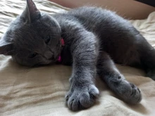 Collares brillantes con campanas para mascotas, brillo nocturno, luz para gatos, collar luminoso