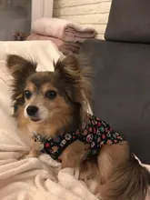 Chaleco para perros, ropa de dibujos animados, chaleco con Calavera, camiseta para perros y gatos, cachorro suave, ropa para perros, camiseta chaleco 2XS-5XL 25Q