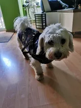 Abrigo para perros, ropa gruesa de perro cachorro cálido con capucha para Chihuahua, caniche, Bichon