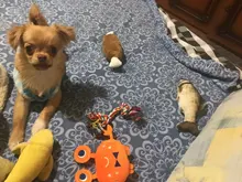 Toy Rope Pet-Supplies Puppy Pets Dogs Pet-Dog Chew Knot Durable Bone Funny-Tool Cotton