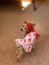 Dog-Cap Headdress-Accessories Puppy Beach-Visor Ear-Holes Dogs Small with for Canvas-Cap